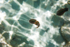 Sepioteuthis sepioidea