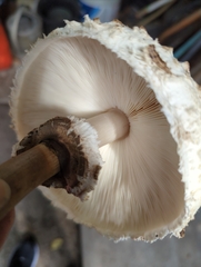 Chlorophyllum brunneum