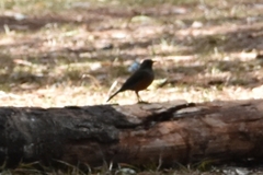 Turdus abyssinicus