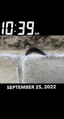 Belocaulus angustipes