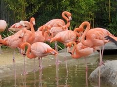 Phoenicopteriformes