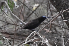 Chalcomitra amethystina