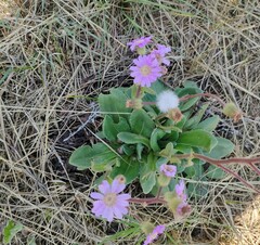 Senecio speciosus