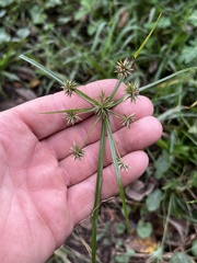 Cyperus croceus