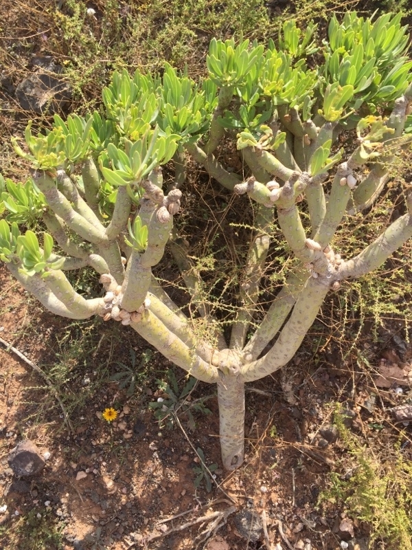 Senecio kleinia (L.) Less. 2