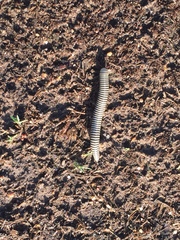 Ommatoiulus lusitanus