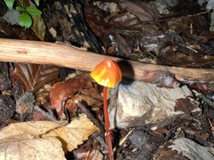 Mycena crocata