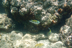 Abudefduf saxatilis