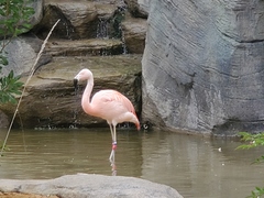 Phoenicopteriformes