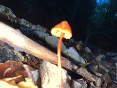 Mycena crocata