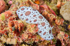 Peltodoris atromaculata