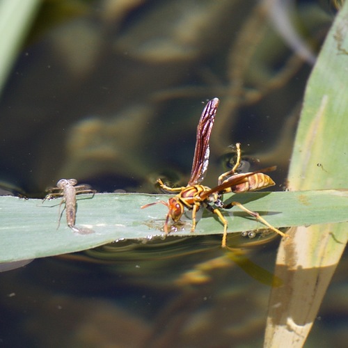 Polistes lineonotus