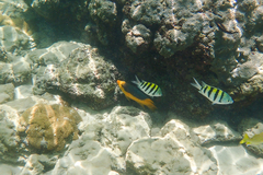 Bodianus rufus