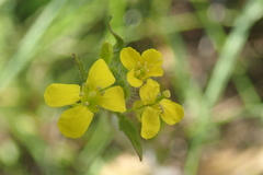 Sisymbrium loeselii