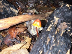 Mycena crocata