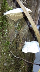 Trametes suaveolens
