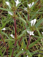 Spermacoce huillensis