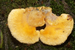 Phyllotopsis nidulans