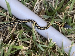Thamnophis cyrtopsis