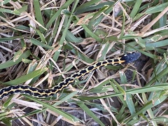 Thamnophis cyrtopsis