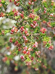 Erica axillaris