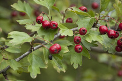 Crataegus