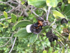Pittosporum