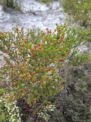 Erica axillaris