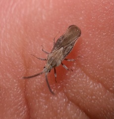 Teleonemia scrupulosa