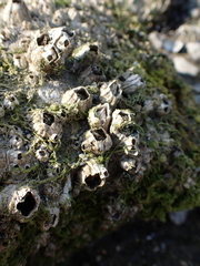 Balanus glandula
