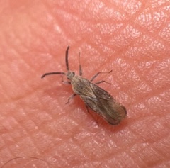 Teleonemia scrupulosa