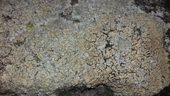 Protoparmeliopsis muralis