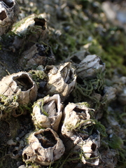 Balanus glandula