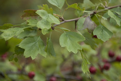 Crataegus