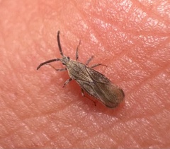 Teleonemia scrupulosa