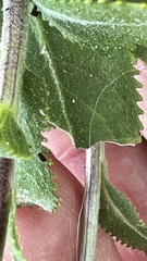 Grindelia adenodonta