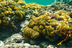 Palythoa caribaeorum
