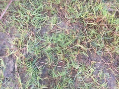 Paspalum vaginatum