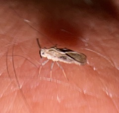 Teleonemia scrupulosa