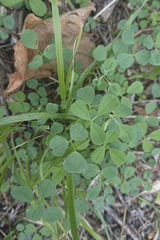 Medicago lupulina