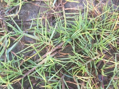 Paspalum vaginatum