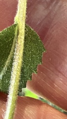 Grindelia adenodonta