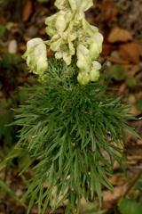 Aconitum anthora
