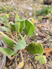 Pelargonium auritum auritum