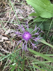 Centaurea montana