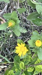 Grindelia adenodonta