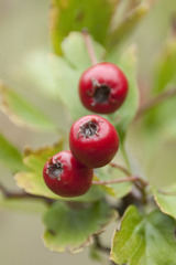 Crataegus
