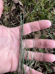 Allium vineale