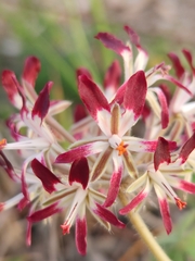 Pelargonium auritum auritum