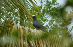 Patagioenas leucocephala